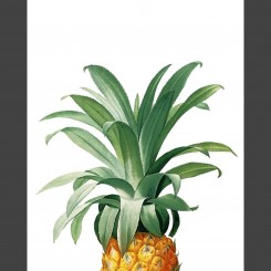 Pineapple (jpeg file) 8x10 inch